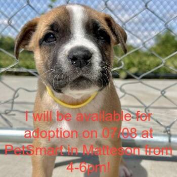 May -  Mixed Breed Dog for Adoption in Matteson, Illinois - May | PetCurious