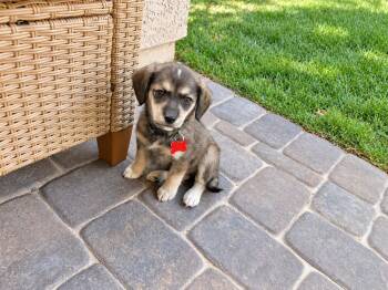 Cody -  Mixed Breed Dog for Adoption in Las Vegas, Nevada - Cody | PetCurious