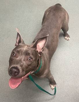 Rescue American Staffordshire Terrier Dogs for Adoption in Raleigh, North Carolina - Cartie | PetCurious