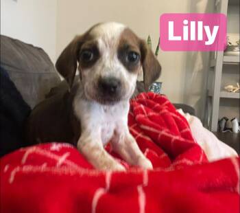 Rescue Coonhound Dogs for Adoption in St. Augustine, Florida - Lilly | PetCurious