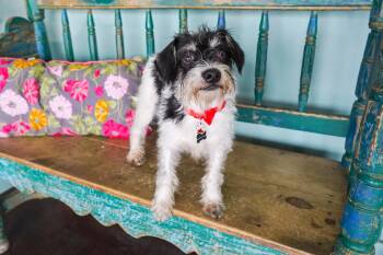 Benny -  Miniature Pinscher and Terrier Dog for Adoption in San Antonio, Texas - Benny | PetCurious