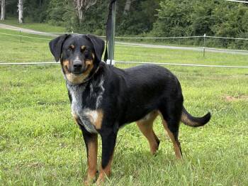 Stevie -  Labrador Retriever and Australian Shepherd Dog for Adoption in Thibodaux, Louisiana - Stevie | PetCurious