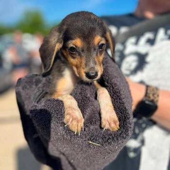 Teddy -  Chihuahua and Mixed Breed Dog for Adoption in Campton Hills, Illinois - Teddy | PetCurious