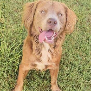 Duke -  Golden Retriever and Pit Bull Terrier Dog for Adoption in Leesburg, Georgia - Duke | PetCurious