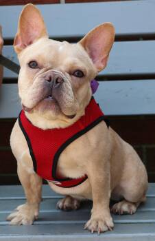 Callie -  French Bulldog Dog for Adoption in Harrison, New York - Callie | PetCurious