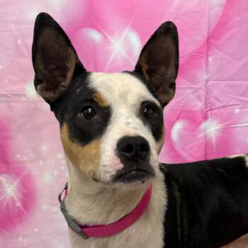 Tia -  Mixed Breed Dog for Adoption in Houston, Texas - Tia | PetCurious