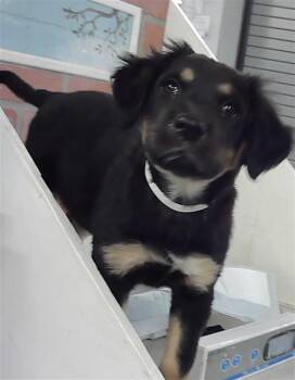 German Shepherd Dog Dogs Available for Adoption in Houston, Texas - DORY | PetCurious