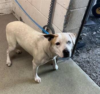 Pit Bull Terrier Dogs Available for Adoption in San Bernardino, California - ELEANOR | PetCurious