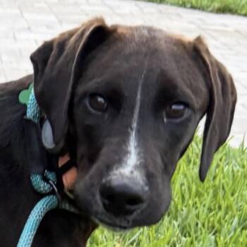 Treeing Walker Coonhound and Labrador Retriever Dogs Available for Adoption in Jacksonville, Florida - Atlas | PetCurious