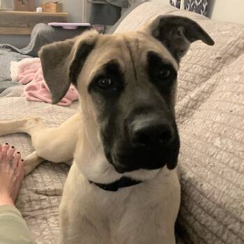 Rescue Shepherd and Cane Corso Dogs for Adoption in Oceanside, California - *** Max2 | PetCurious
