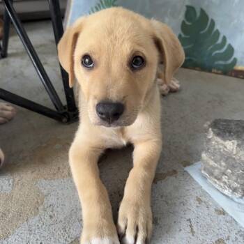 Sunday -  Mixed Breed Dog for Adoption in Frederiksted, St. Croix - Sunday | PetCurious