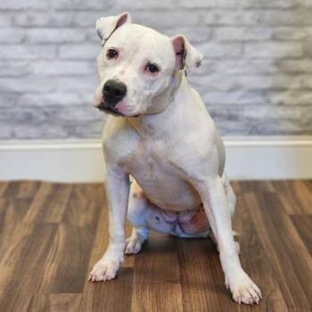 Riley -  Terrier and Mixed Breed Dog for Adoption in Montgomery, Alabama - Riley | PetCurious
