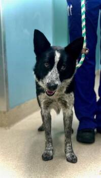 Border Collie and Australian Cattle Dog Blue Heeler Dogs Available for Adoption in Newton, North Carolina - LOU | PetCurious