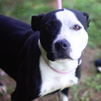Rescue Pit Bull Terrier Dogs for Adoption in Cumming, Georgia - Angel May 21556 | PetCurious