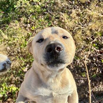 Rescue Yellow Labrador Retriever Dogs for Adoption in Chattanooga, Tennessee - Lowery | PetCurious