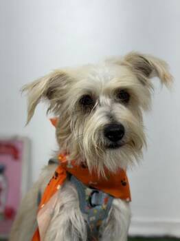 Casanova-One of our Amazing Rescue Dogs -  Schnoodle and Maltese Dog for Adoption in Carlsbad, California - Casanova-One Of Our Amazing Rescue Dogs | PetCurious