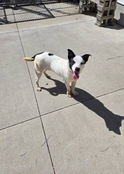 T-rex -  Mixed Breed Dog for Adoption in Maquoketa, Iowa - T-rex | PetCurious
