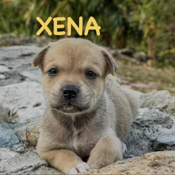 Xena -  Mixed Breed Dog for Adoption in Frederiksted, St. Croix - Xena | PetCurious
