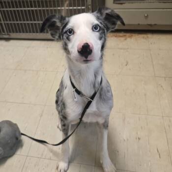 Pebbles -  Australian Shepherd and Mixed Breed Dog for Adoption in Denison, Texas - Pebbles | PetCurious