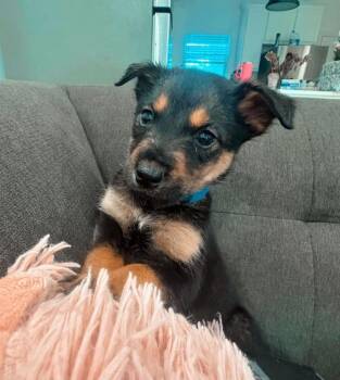 German Shepherd Dog Dogs Available for Adoption in Brewster, New York - Zeppelin (Rock Star Litter) | PetCurious