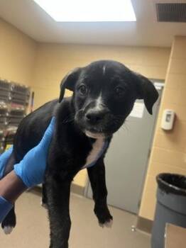 Mixed Breed Dogs Available for Adoption in Wichita, Kansas - Mandy | PetCurious