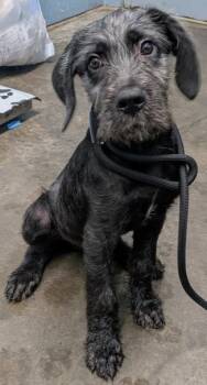 Vlad -  Labradoodle Dog for Adoption in Evansville, Indiana - Vlad | PetCurious