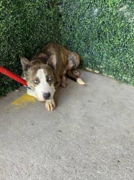 Rescue Mixed Breed Dogs for Adoption in El Paso, Texas - 59691302 | PetCurious