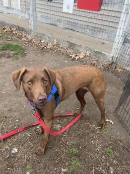 Labrador Retriever and Mixed Breed Dogs Available for Adoption in Methuen, Massachusetts - GINGER | PetCurious
