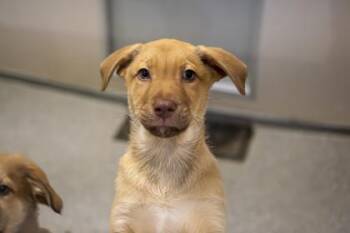 Siberian Husky and Mixed Breed Dogs Available for Adoption - Scooby | PetCurious