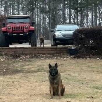 Blaze -  German Shepherd Dog Dog for Adoption in Roswell, Georgia - Blaze | PetCurious