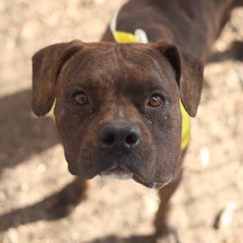 MAISIE -  American Staffordshire Terrier Dog for Adoption in San Antonio, Texas - MAISIE | PetCurious