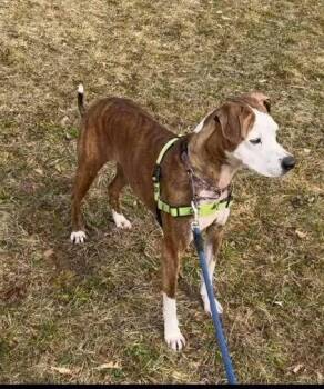 Sakari -  Terrier and Mixed Breed Dog for Adoption in Bridgewater, New Jersey - Sakari | PetCurious