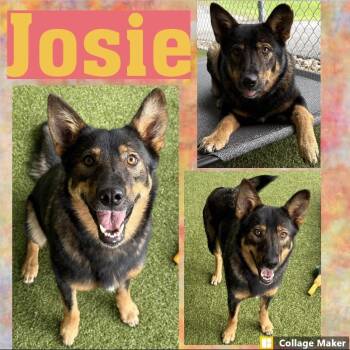 Josie -  Shepherd Dog for Adoption in Clearfield, Pennsylvania - Josie | PetCurious