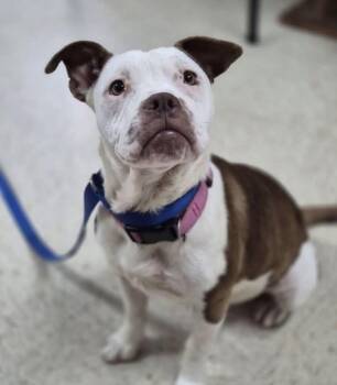 Monica -  American Staffordshire Terrier and Boxer Dog for Adoption in Watertown, Connecticut - Monica | PetCurious