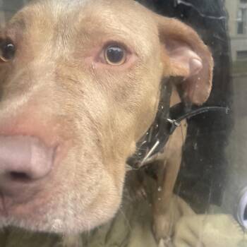 Charlie -  Mixed Breed Dog for Adoption in Philadelphia, Pennsylvania - Charlie | PetCurious