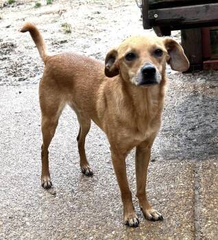 Chihuahua and Dachshund Dogs Available for Adoption in Horn Lake, Mississippi - Scooby | PetCurious