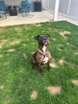 Pit Bull Terrier Dogs Available for Adoption in Catasauqua, Pennsylvania - Viva | PetCurious