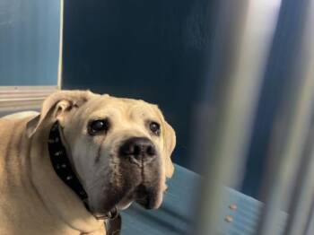 Delilah -  Mixed Breed Dog for Adoption in New York, New York - Delilah | PetCurious