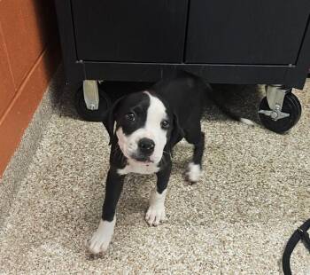 GINA -  Pit Bull Terrier and Mixed Breed Dog for Adoption in Pueblo, Colorado - GINA | PetCurious