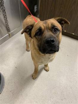 DENNY -  German Shepherd Dog and Chow Chow Dog for Adoption in Fairbanks, Alaska - DENNY | PetCurious
