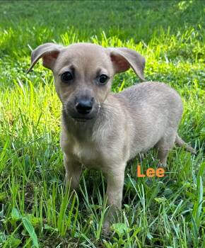 Lee -  Chihuahua Dog for Adoption in Byrdstown, Tennessee - Lee | PetCurious