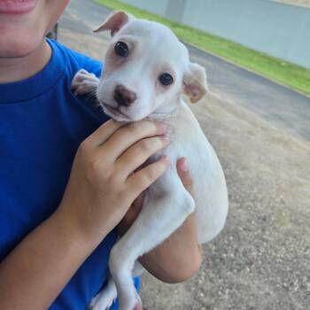 Vidi -  Chihuahua and Mixed Breed Dog for Adoption in Tomah, Wisconsin - Vidi | PetCurious