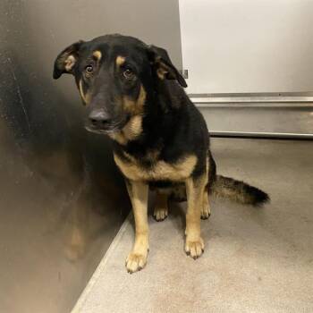 A613173 -  German Shepherd Dog and Mixed Breed Dog for Adoption in Modesto, California - A613173 | PetCurious