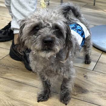 Vader -  Havanese and Mixed Breed Dog for Adoption in Newark, New Jersey - Vader | PetCurious