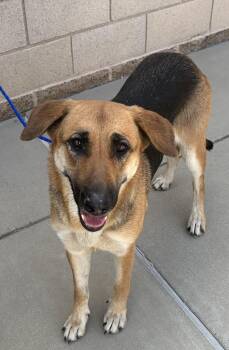 Tootsie -  German Shepherd Dog Dog for Adoption in Claremont, California - Tootsie | PetCurious