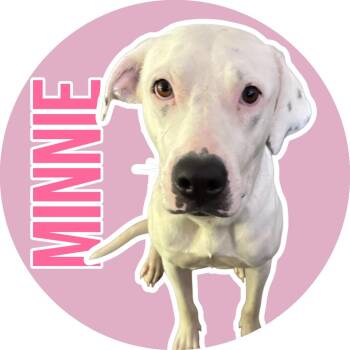 Dogo Argentino Dogs Available for Adoption in Fort Worth, Texas - Minnie | PetCurious