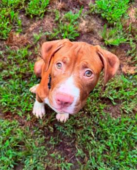 Casserole (puppy) -  Pit Bull Terrier Dog for Adoption in Spotsylvania Courthouse, Virginia - Casserole (puppy) | PetCurious