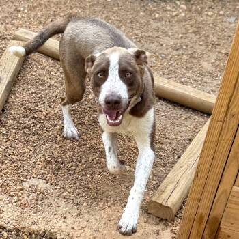 Rescue Mixed Breed Dogs for Adoption in Fredericksburg, Virginia - Sayan | PetCurious