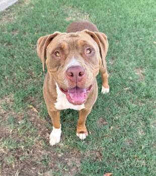 Susie -  American Staffordshire Terrier Dog for Adoption in Tulare, California - Susie | PetCurious