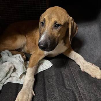 Conor -  Mixed Breed Dog for Adoption in Gadsden, Alabama - Conor | PetCurious